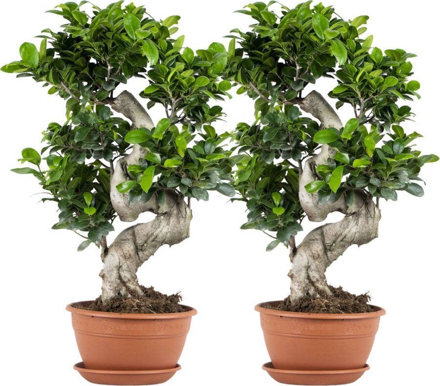 Bloomique 2x Ficus microcarpa 'Ginseng' S-vorm – Bonsai – Kamerplant – ⌀22 cm 60-70 cm