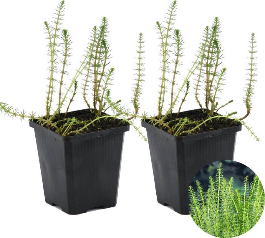 Bloomique 2x Hippuris Vulgaris – Lidsteng – Onderhoudsvriendelijk – zone 2t m5 – ⌀11cm 15-25 cm