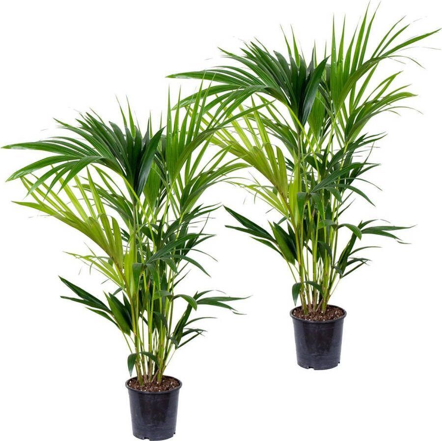 Bloomique 2x Howea Forsteriana Kentia palm Kamerplant Luchtzuiverend ⌀19 cm 90-100 cm