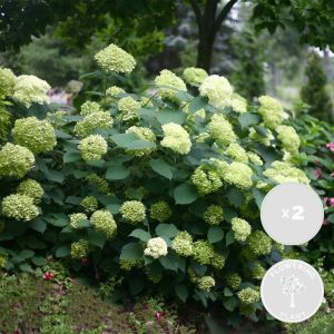 Bloomique 2x Hydrangea paniculata 'Little Lime' – Pluimhortensia – Heester – Winterhard ⌀19 cm 35-45 cm