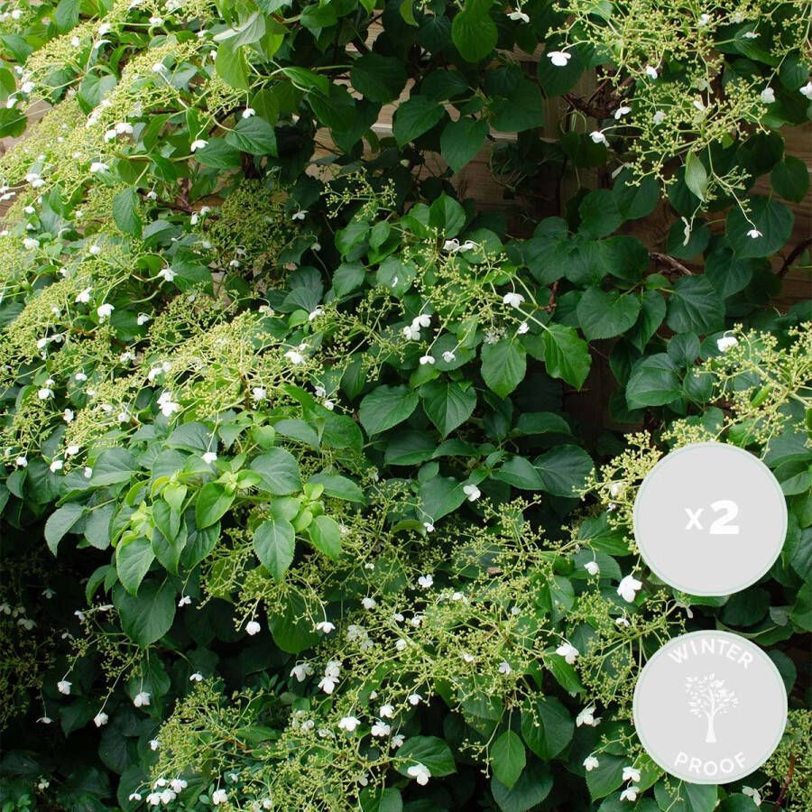 Bloomique 2x Hydrangea Petiolaris – Klimhortensia – Klimplant – Onderhoudsvriendelijk ⌀15 cm 60-70 cm