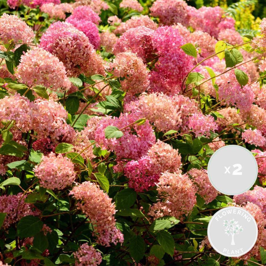 Bloomique 2x Hydrangea 'Pink Annabelle' – Hortensia – Roze – Heester – Winterhard ⌀19 cm 40-50 cm