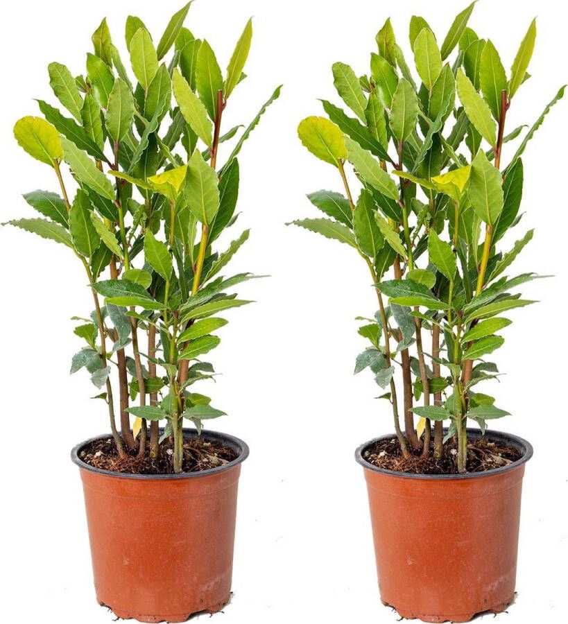 Bloomique Laurier | Laurus Nobilis per 2 stuks Buitenplant in kwekerspot ⌀15 cm ↕30-40 cm