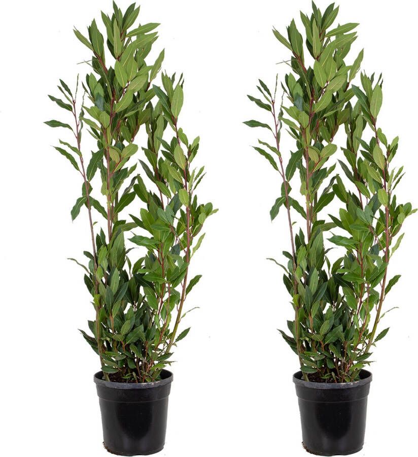 Bloomique Laurier | Laurus Nobilis per 2 stuks Buitenplant in kwekerspot ⌀21 cm ↕60-70 cm
