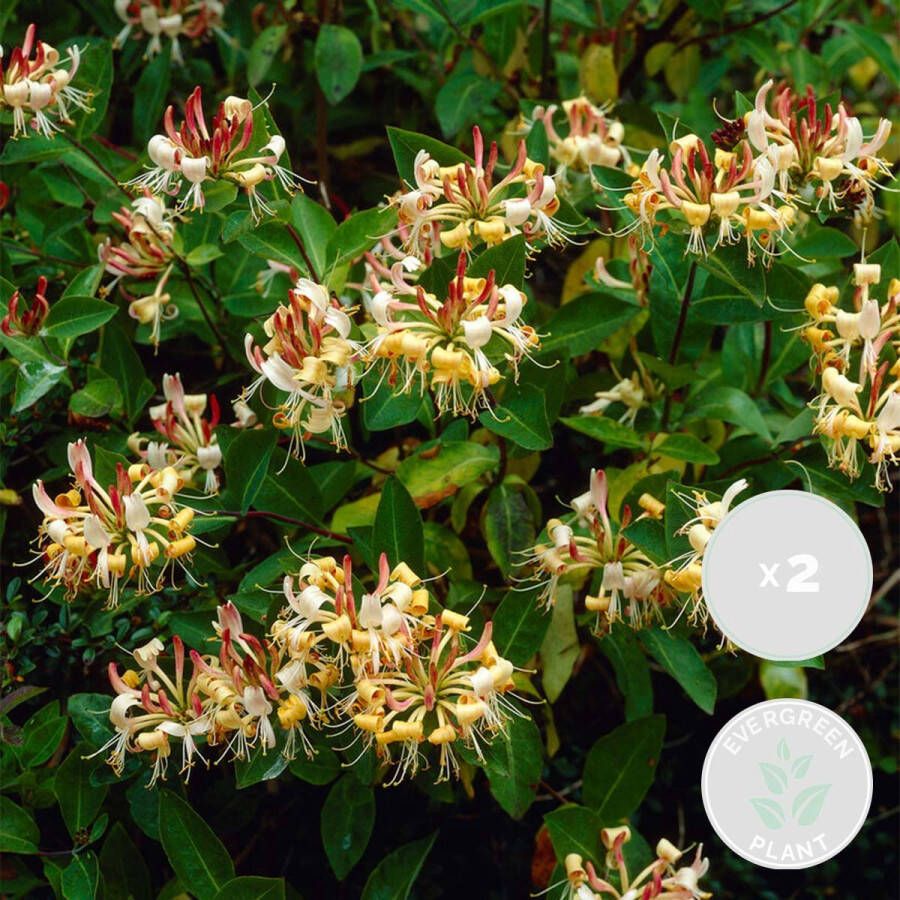 Bloomique 2x Lonicera Henryi – Kamperfoelie – Klimplant – Bladhoudend ⌀15 cm 60-70 cm