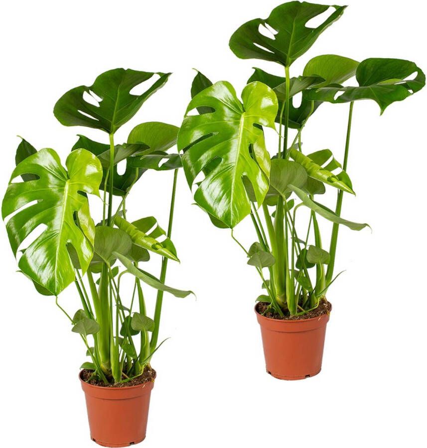 Bloomique Monstera Deliciosa Gatenplant Set van 2 Kamerplant Luchtzuiverende plant voor binnen ⌀17 cm 50-60 cm