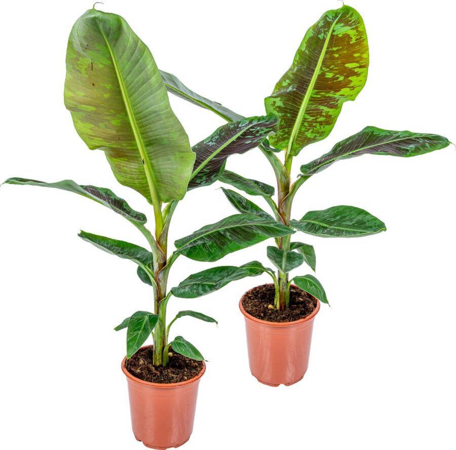 Bloomique 2x Musa Cavendish Bananenplant Kamerplant Luchtzuiverend ⌀21 cm 90-100 cm