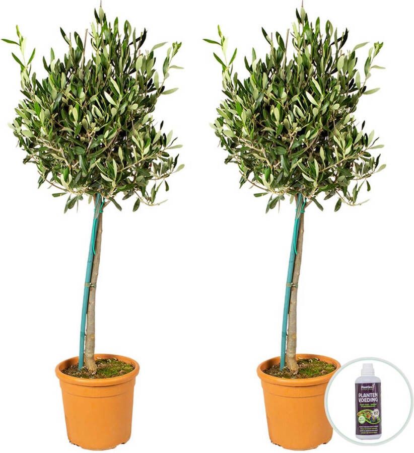 Bloomique 2x Olea Europaea incl. PlantGrow voeding – Olijfboom op stam – Boom – Winterhard ⌀19 cm -80-90 cm