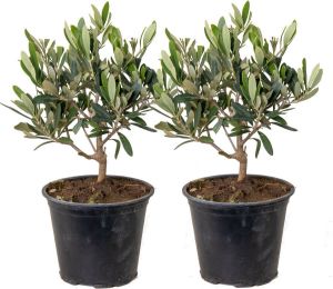 Bloomique Olijfboom per 2 stuks | Olea Europaea Buitenplant in kwekerspot ⌀14 cm ↕30-40 cm