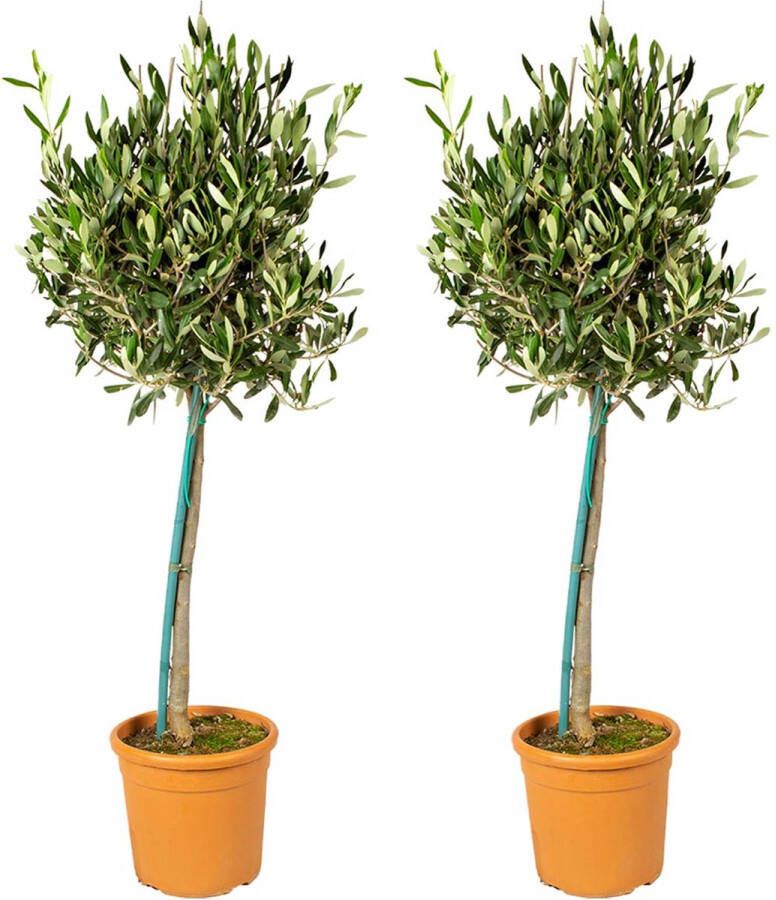 Bloomique 2x Olea Europaea – Olijfboom Op Stam – Boom – Winterhard ⌀19 Cm ↕80-90 Cm