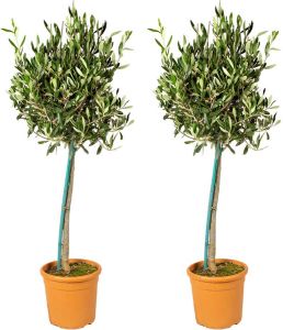 Bloomique 2x Olea Europaea – Olijfboom op stam – Boom – Winterhard ⌀19 cm 80-90 cm