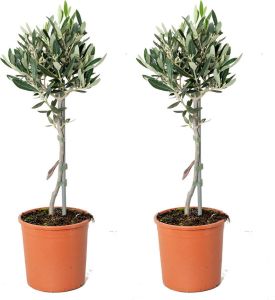 Bloomique Olijfboom op stam per 2 stuks | Olea Europaea Buitenplant in kwekerspot ⌀14 cm ↕40-50 cm