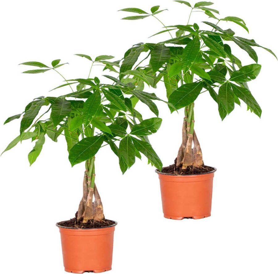 Bloomique 2x Pachira Aquatica Geldboom Kamerplant Onderhoudsvriendelijk ⌀12 cm 25-35 cm
