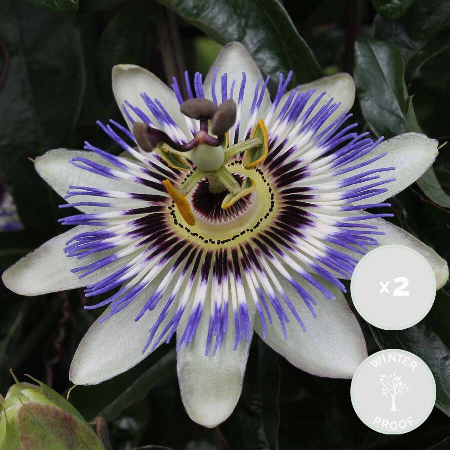 Bloomique 2x Passiflora caerulea – Passiebloem – Klimplant – Winterhard ⌀15 cm 60-70 cm
