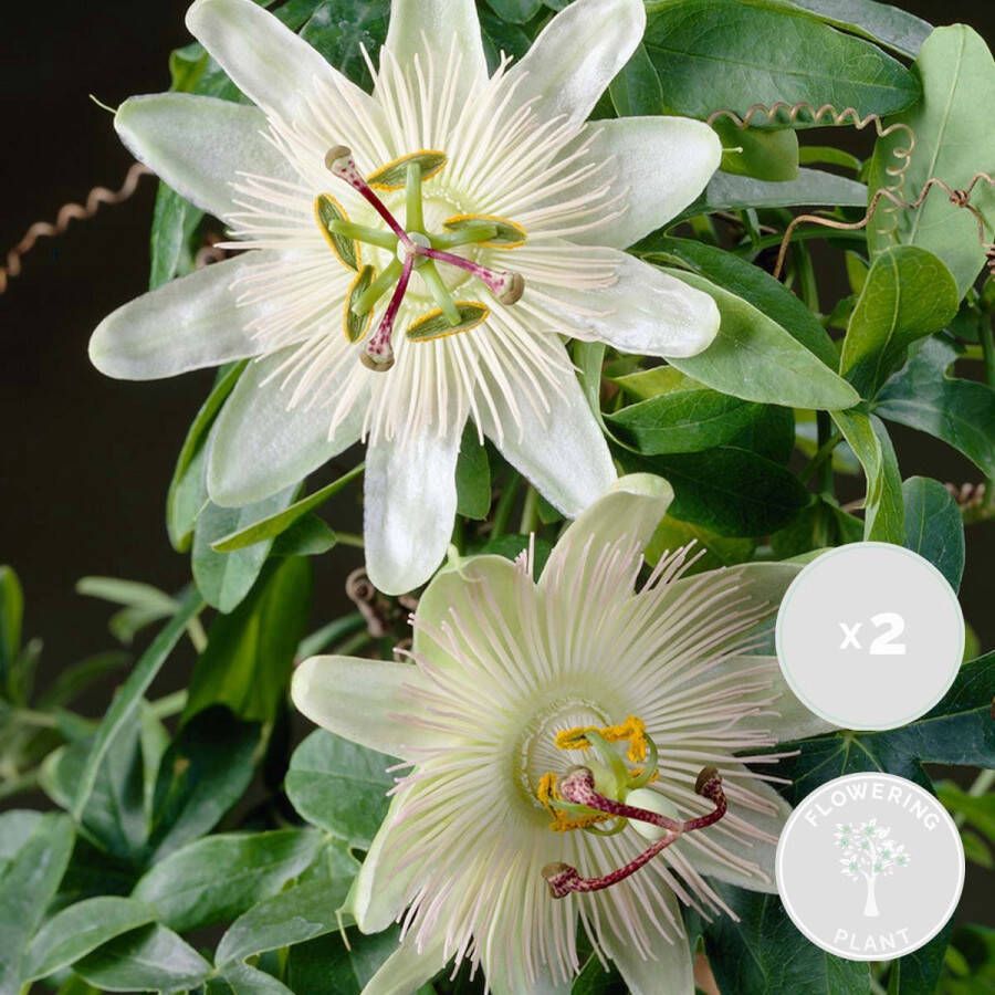 Bloomique 2x Passiflora Elliot – Passiebloem – Klimplant – Onderhoudsvriendelijk ⌀15 cm 60-70 cm
