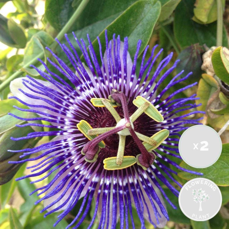 Bloomique 2x Passiflora Purple Haze – Passiebloem – Klimplant – Onderhoudsvriendelijk ⌀15 cm 60-70 cm