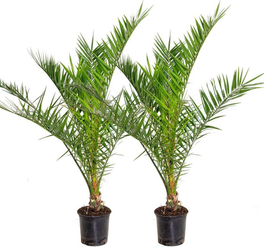 Bloomique 2x Phoenix Canariensis Canarische Dadelpalm Palm Winterhard ⌀19 Cm ↕65-85 Cm
