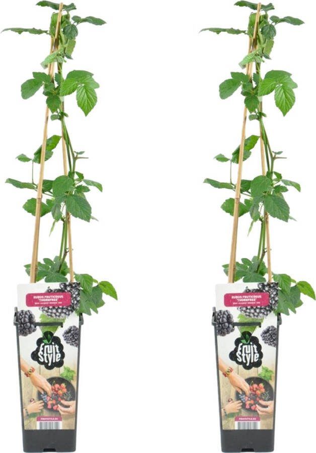 Bloomique 2x Rubus Fruticosus 'Thornfree' Bramenstruik Fruitplanten Tuinplanten Winterhard ⌀14 cm Hoogte 60-70cm