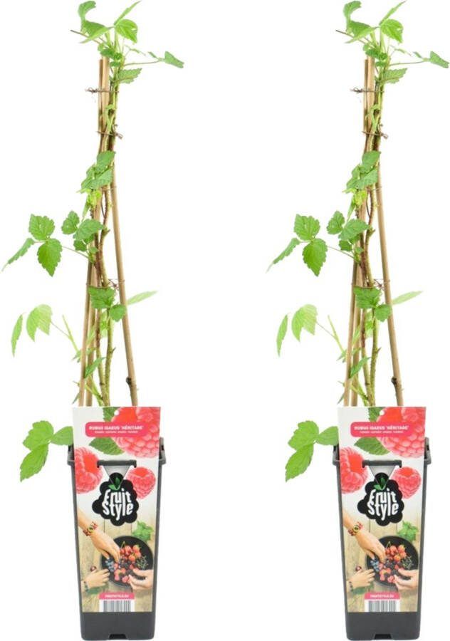 Bloomique 2x Rubus Idaeus 'Héritage' Framboos Plant Fruitplanten Tuinplanten Winterhard ⌀14 cm Hoogte 60-70cm