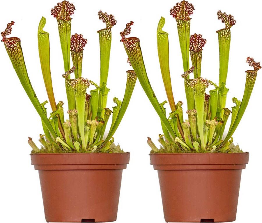 Bloomique 2x Sarracenia 'Juthatip Soper' – Vleesetende plant – Onderhoudsvriendelijk –⌀12 cm–10-20cm