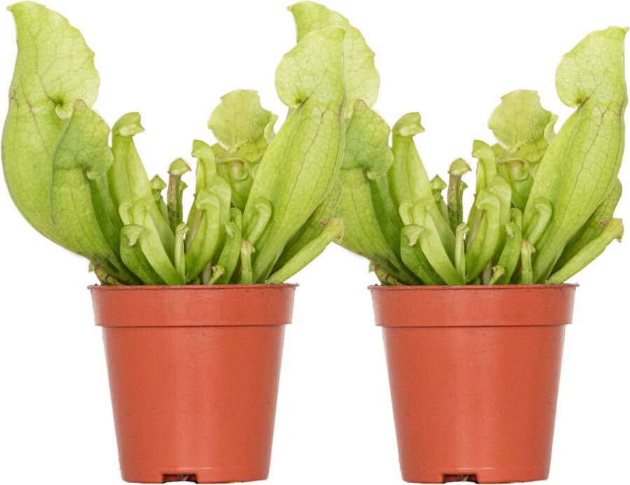 Bloomique 2x Sarracenia 'Juthatip Soper' – Vleesetende plant – Onderhoudsvriendelijk –⌀6 cm–05-10 cm