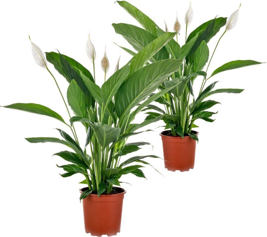 Bloomique Lepelplant | Spathiphyllum 'Vivaldi' per 2 stuks Kamerplant in kwekerspot ⌀17 cm ↕70 cm