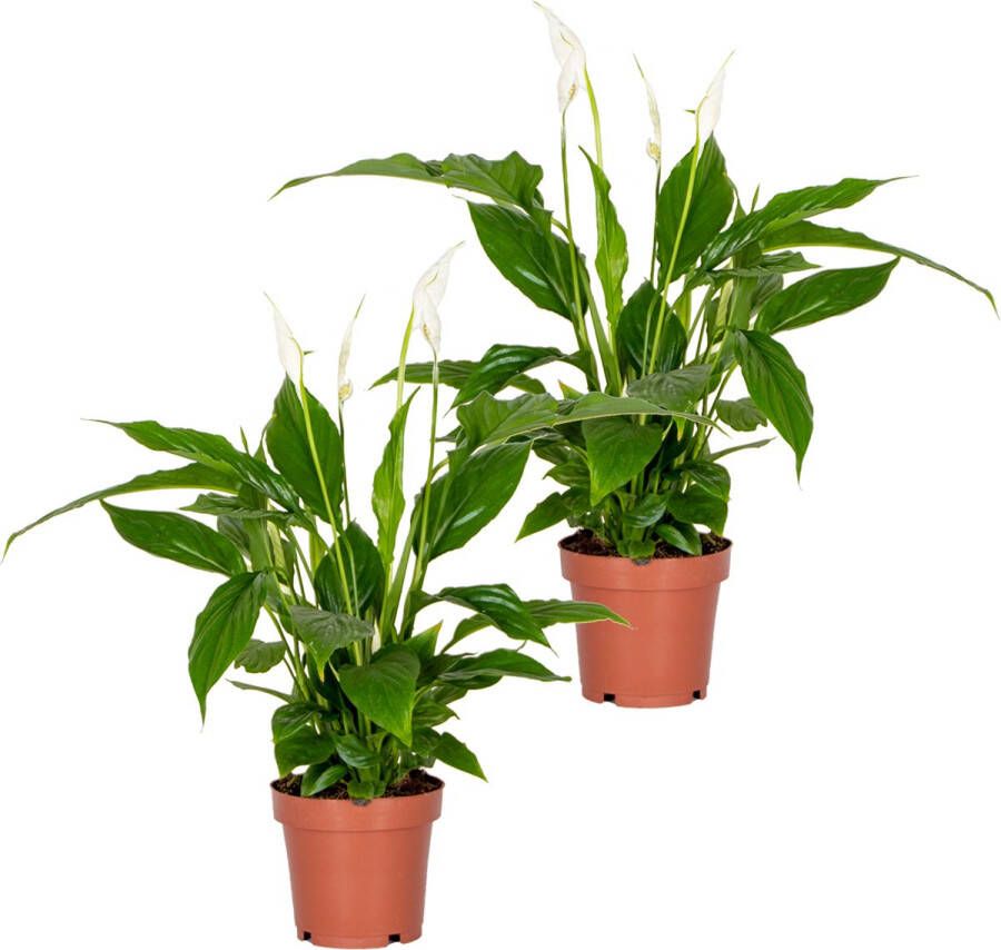 Bloomique 2x Spathiphyllum 'Torelli' Lepelplant Kamerplant Luchtzuiverend ⌀12 cm 35-45 cm