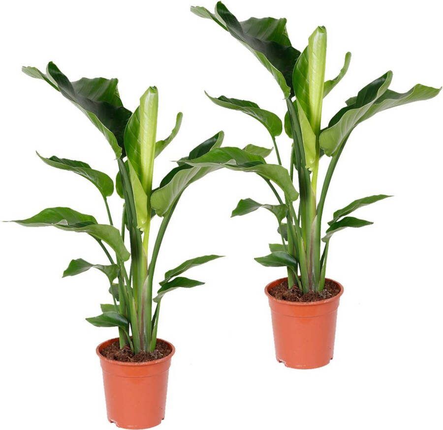 Bloomique 2x Strelitzia Nicolai Paradijsvogelplant Kamerplant luchtzuiverend ⌀19 cm 80-90 cm