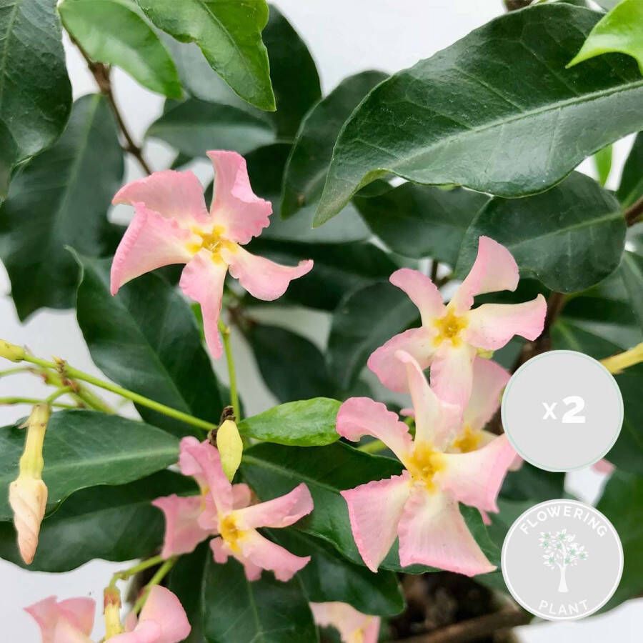 Bloomique 2x Trachelospermum 'Pink Shower' – Roze Toscaanse Jasmijn – Klimplant – ⌀15 cm 60-70 cm