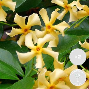 Bloomique 2x Trachelospermum Star of Toscana – Gele Toscaanse Jasmijn – Klimplant ⌀15 cm -60-70 cm