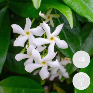 Bloomique 2x Trachelospermum Star of Venice – Toscaanse Jasmijn – Klimplant – Winterhard ⌀15 cm 60-70 cm