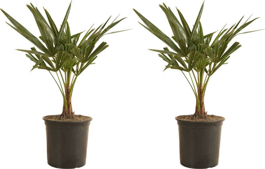 Bloomique 2x Trachycarpus Fortunei Chinese Waaierpalm Palm Winterhard ⌀19 Cm ↕50-60 Cm