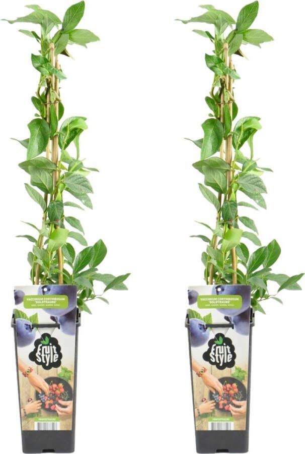 Bloomique 2x Vaccinium Corymbosum 'Goldtraube' Blauwe Bessen Plant Fruitplanten Tuinplanten Winterhard ⌀14 cm Hoogte 60-70cm