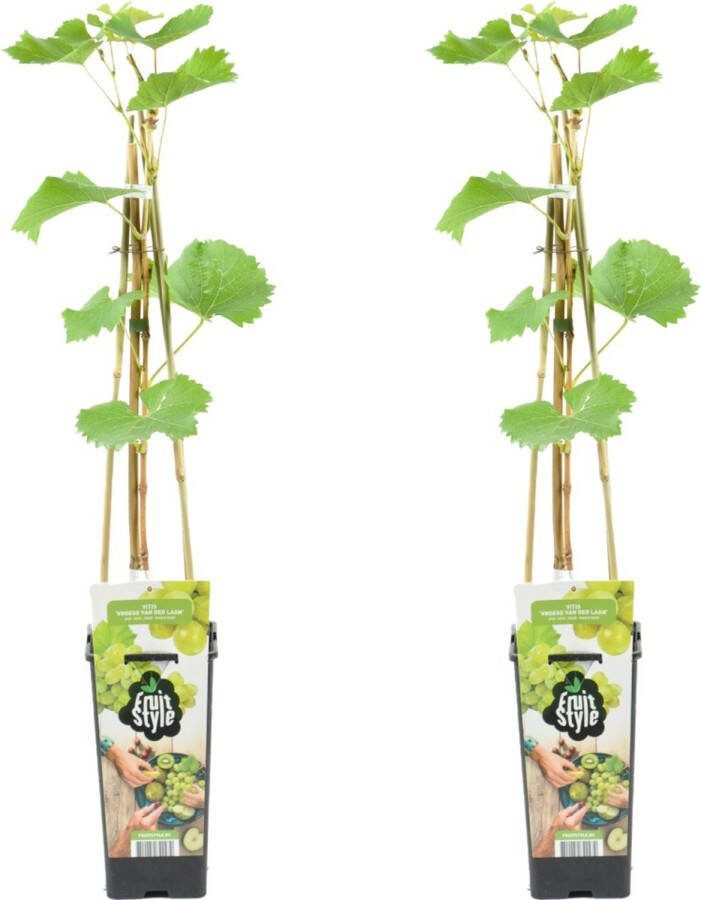 Bloomique 2x Vitis Vinifera 'Vroege van der Laan' Druivenplant Witte Druiven Fruitplanten Tuinplanten Winterhard ⌀14 cm Hoogte 60-70cm