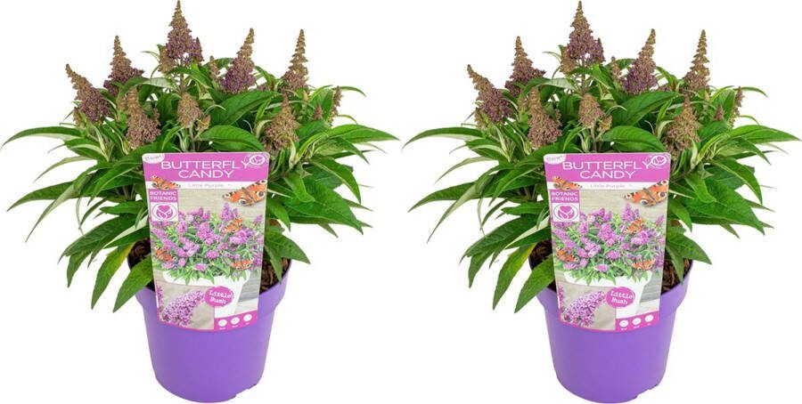 Bloomique 2x Vlinderstruik Buddleja Butterfly Candy 'Little Purple' Tuinplanten Winterhard ⌀19 cm 30-40 cm