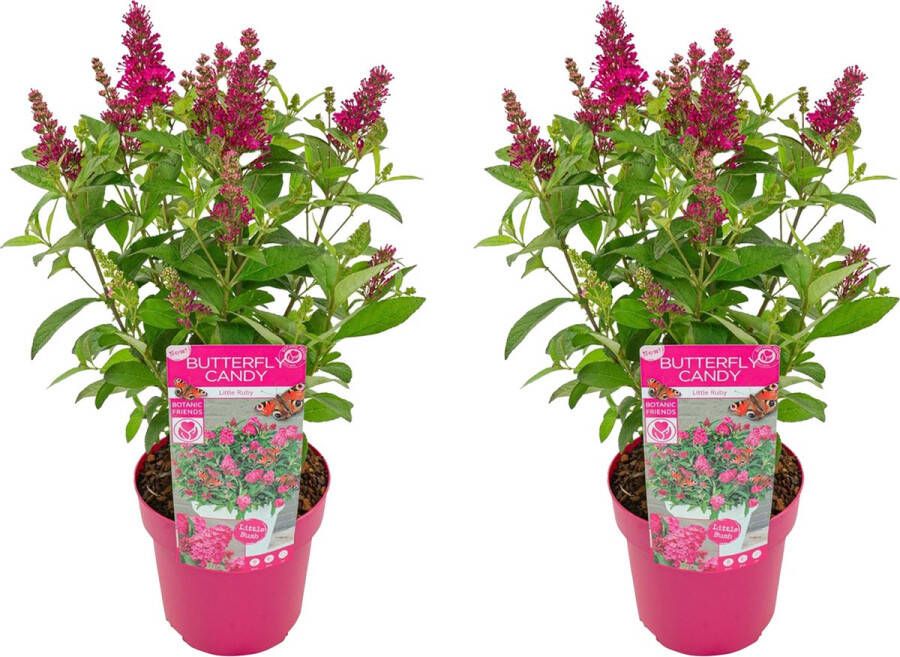 Bloomique 2x Vlinderstruik Buddleja Butterfly Candy 'Little Ruby' Tuinplanten Winterhard ⌀19 cm 30-40 cm