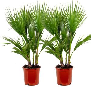 Bloomique 2x Washingtonia Robusta Mexicaanse Waaierpalm Palm Groenblijvend ⌀21 cm 80-100 cm