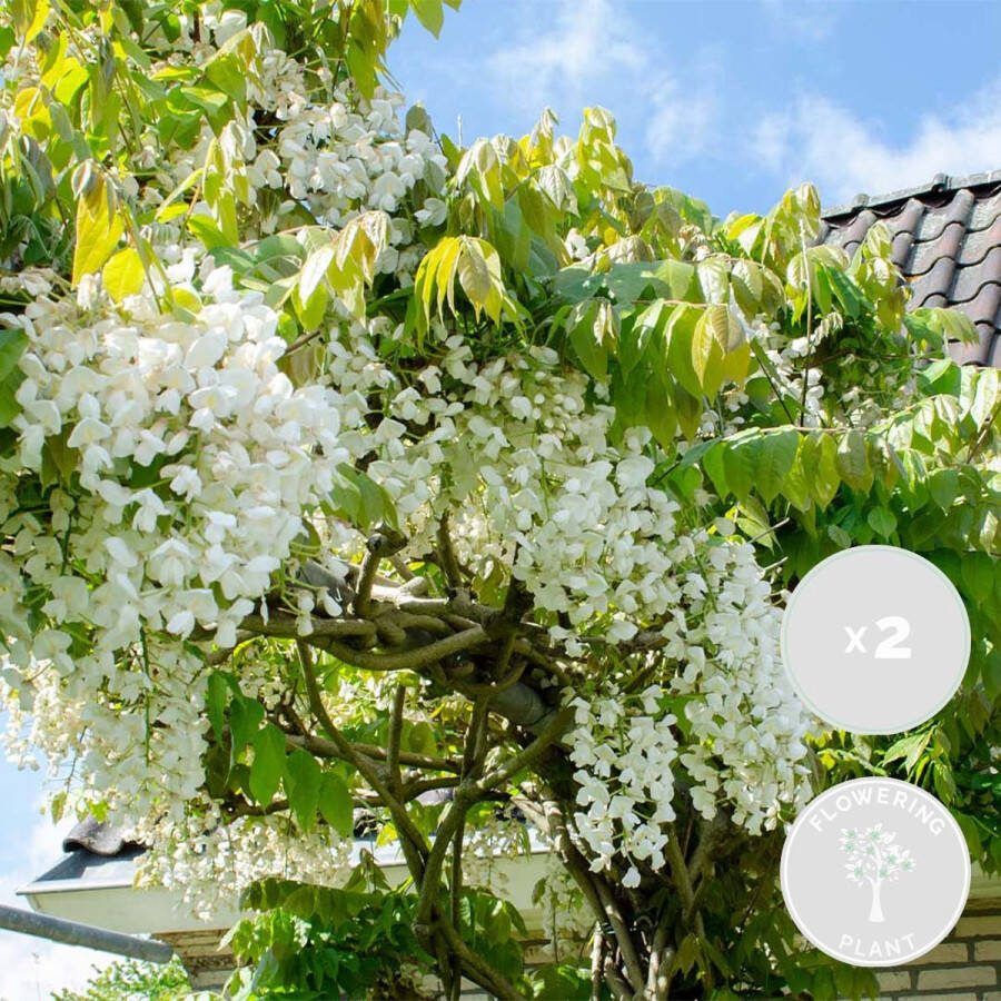 Bloomique 2x Wisteria 'Alba' – Blauwe regen – Wit Klimplant – Onderhoudsvriendelijk ⌀15 cm 60-70 cm