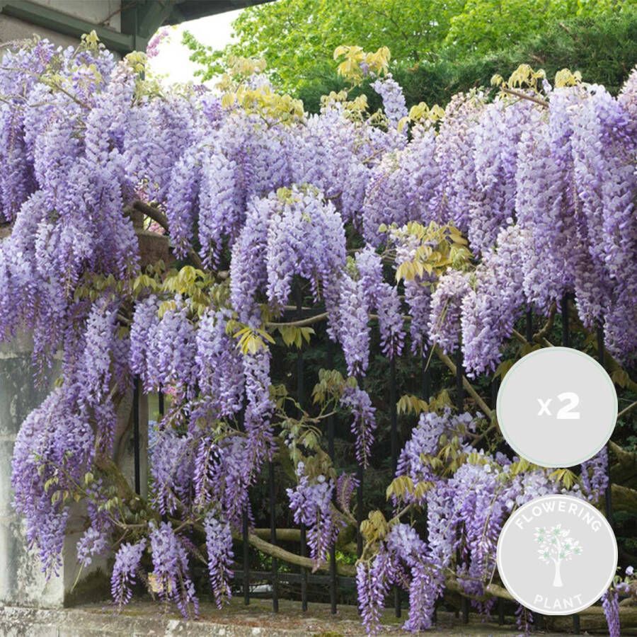 Bloomique 2x Wisteria Prolific – Blauwe regen – Klimplant – Onderhoudsvriendelijk ⌀15 cm 60-70 cm