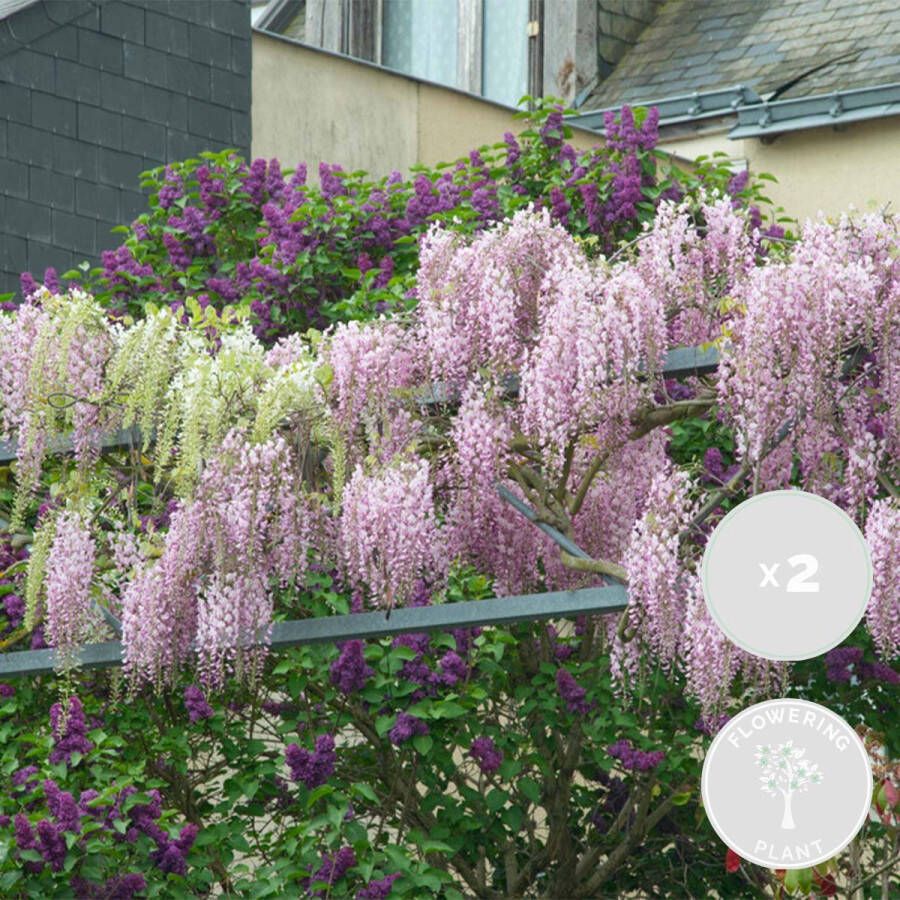 Bloomique 2x Wisteria Rosea – Blauwe regen – Roze Klimplant – Onderhoudsvriendelijk ⌀15 cm 60-70 cm