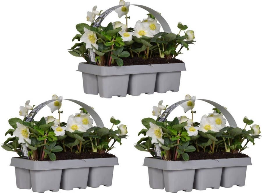 Bloomique 3x 6-pack Helleborus 'christmas Carol' Winterbloeier Onderhoudsvriendelijk ⌀9 Cm ↕15-20 Cm