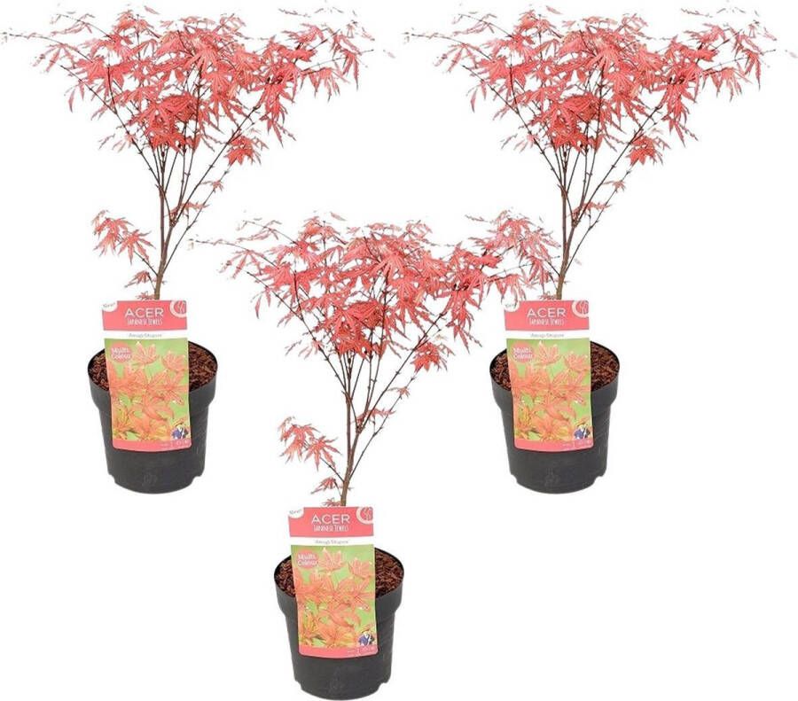 Bloomique 3x Acer 'Amagi Shigure' – Japanse Esdoorn – Heester – Onderhoudsvriendelijk – ⌀13cm 25-35cm