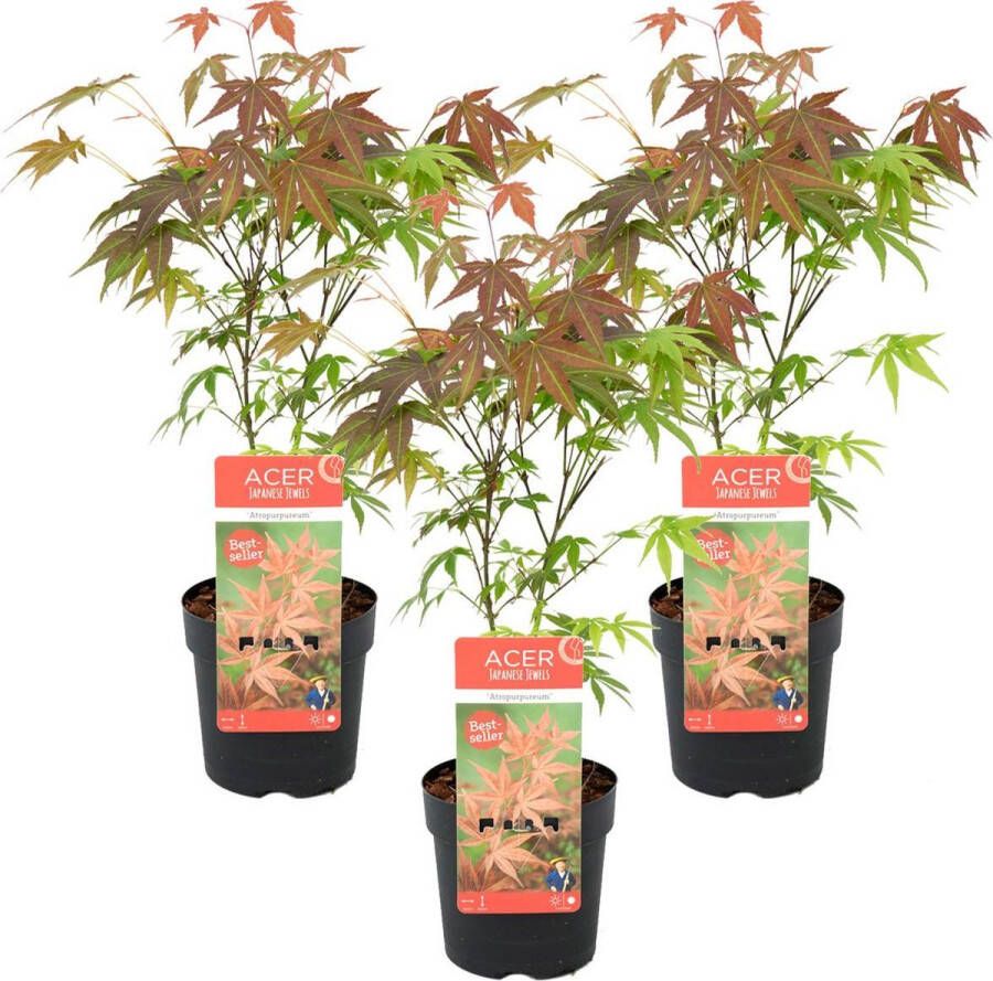 Bloomique 3x Acer palmatum 'Atropurpureum' Japanse Esdoorn Heester Winterhard ⌀13 cm 25-35 cm