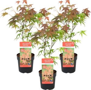 Bloomique 3x Acer palmatum 'Atropurpureum' Japanse Esdoorn Heester Winterhard ⌀13 cm 25-35 cm