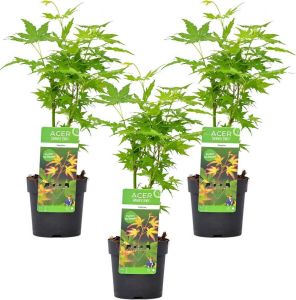 Bloomique 3x Acer palmatum 'Going Green' – Japanse Esdoorn – Heester – Winterhard ⌀13 cm 20-25 cm
