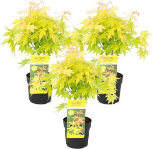 Bloomique 3x Acer palmatum 'Orange Dream' Japanse Esdoorn Heester Winterhard ⌀13 cm 30-35 cm