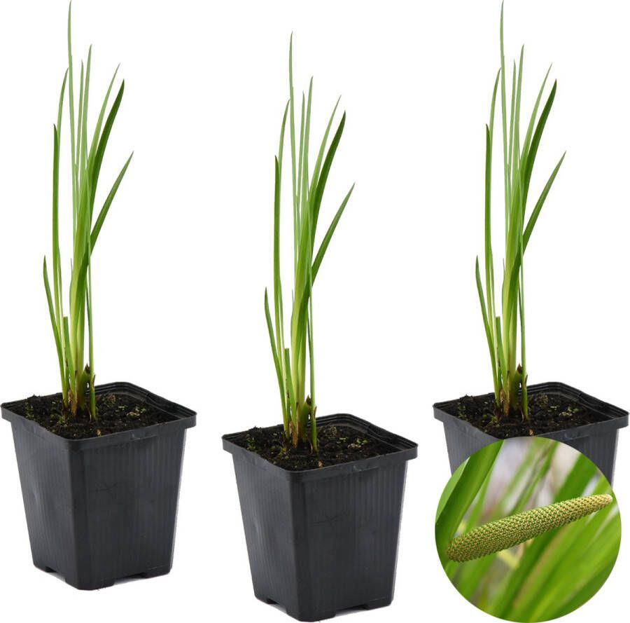 Bloomique 3x Acorus Calamus – Kalmoes – Vijverplant – Onderhoudsvriendelijk – Zone 2-3 – ⌀09cm 10-20 cm