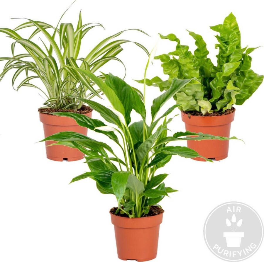 Bloomique 3x Badkamerplanten Mix – Spatiphyllum-Asplenium-Chlorophytum – Luchtzuiverend – ⌀12 cm 25-45 cm