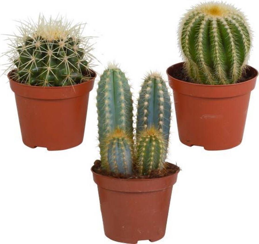 Bloomique 3x Bolcactus Mix Kamerplant Onderhoudsvriendelijk ⌀8 5 cm ↕15-20 cm