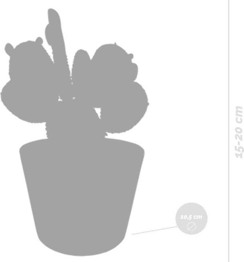 Bloomique 3x Cactus Mix Vetplant Kamerplant Witte potten ⌀10.5 cm ↕15-20 cm